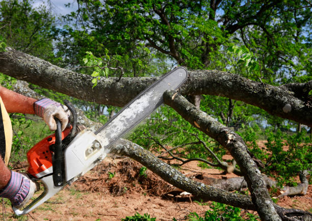 Best Tree Preservation Services  in Frostburg, MD